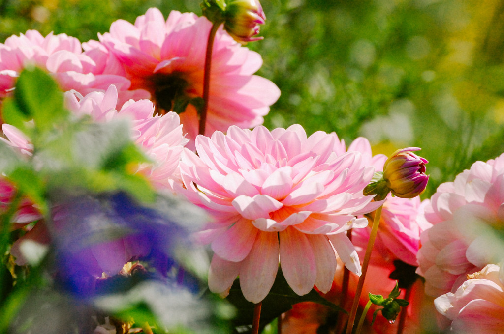 Pink Dahlias at Giverny