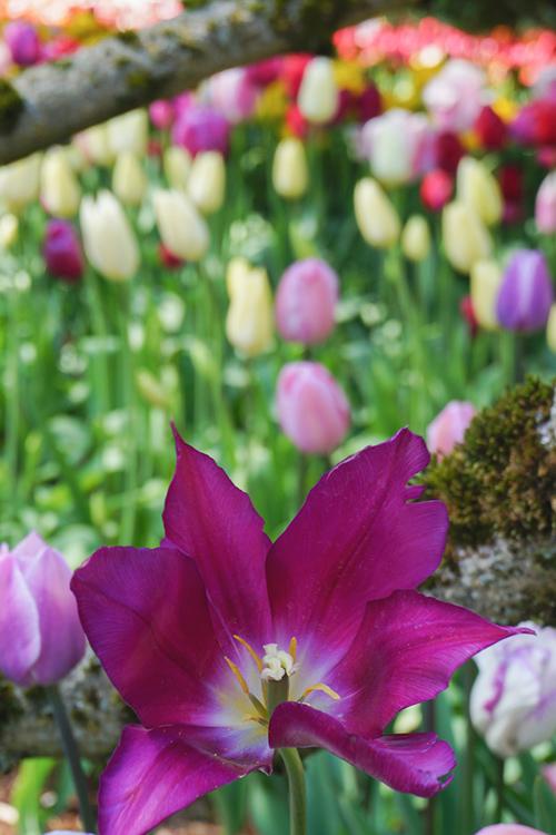 Tulip Fields Washington