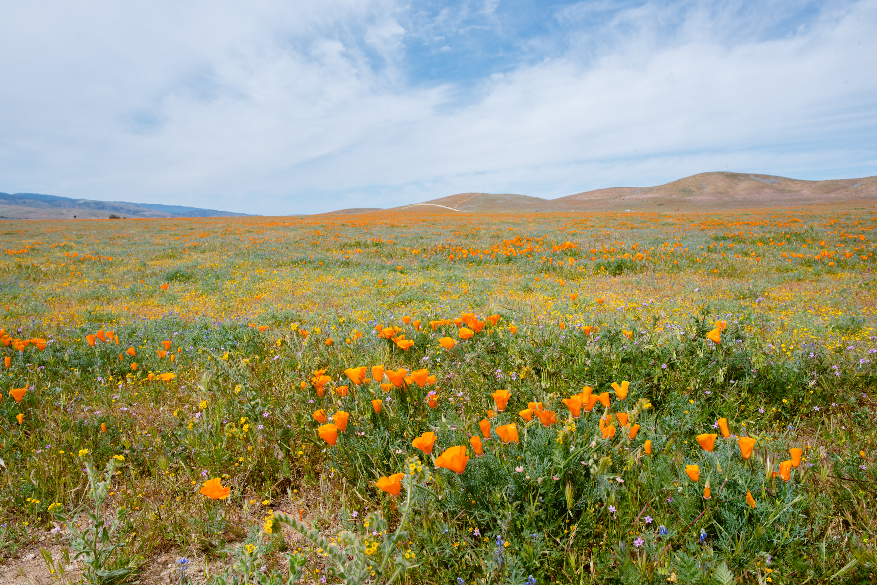 Antelope Valley Poppy Preserve, California | French Californian