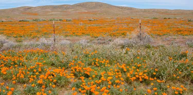 Antelope Valley Poppy Preserve, California | French Californian