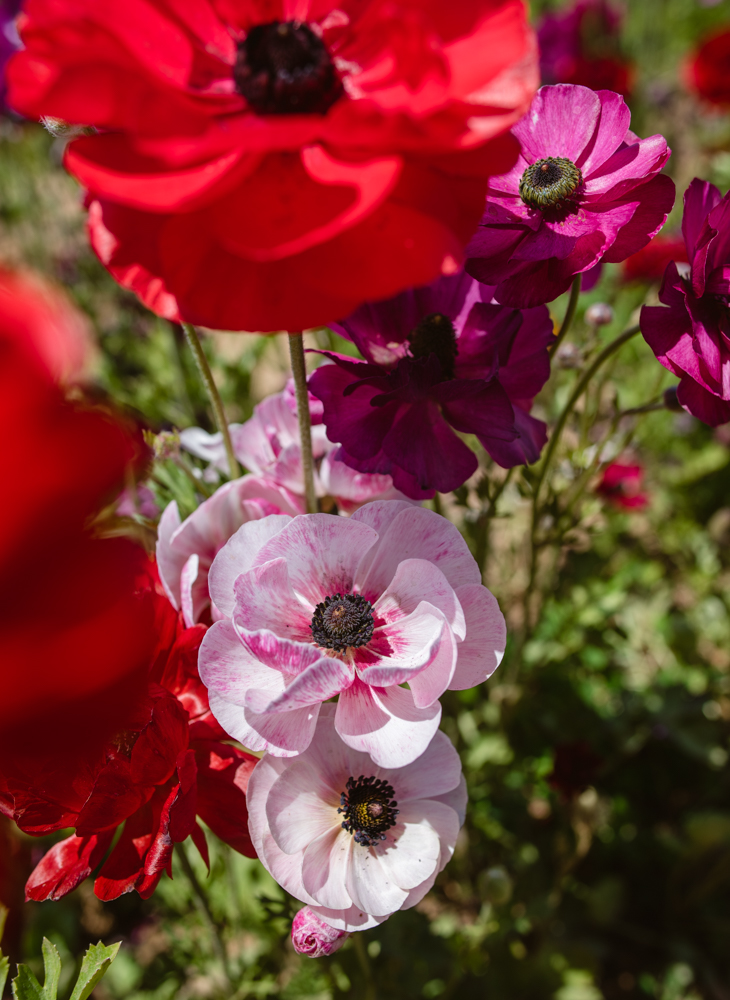 Ranunculus Flower Field in Carlsbad, California | French Californian