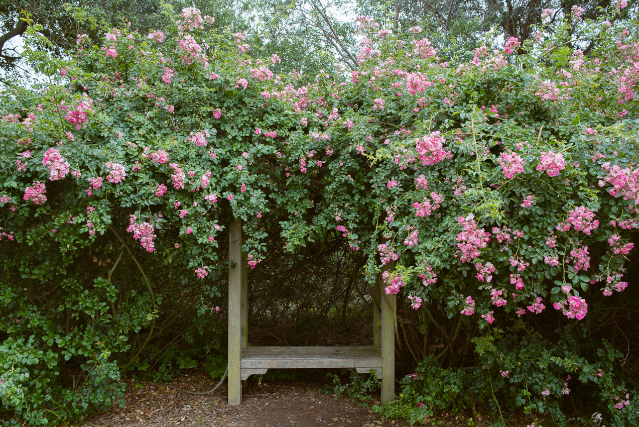 Descanso Rose Garden in Spring
