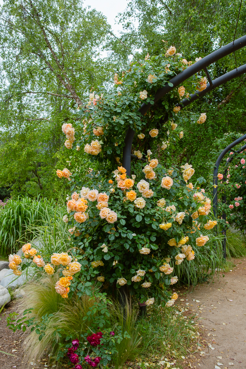Descanso Rose Garden in Spring